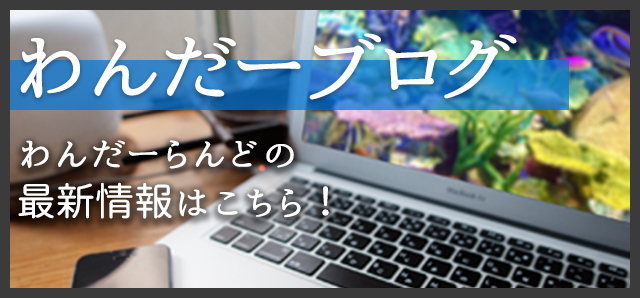 わんだー海日記